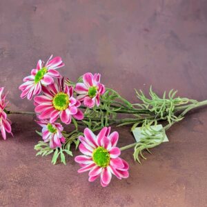 Szálas pillangóviràg-pink