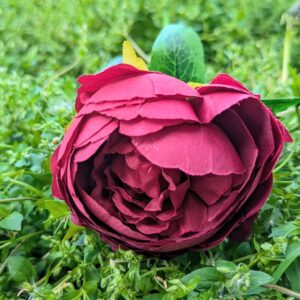 Pünkösdi rózsa bordó