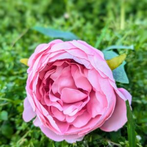 Pünkösdi rózsa- rózsaszín