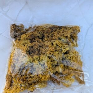 Izlandi zuzmó - Sárga