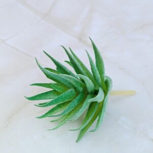 Mű pozsgàs növény- zöld