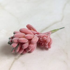 Rózsaszín pozsgàs növény