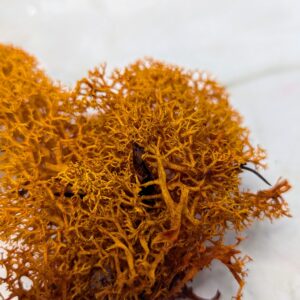 Izlandi zúzmó - Narancs