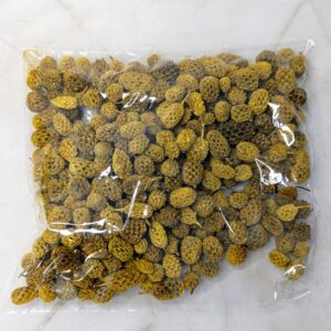 Casurina - Antik sárga