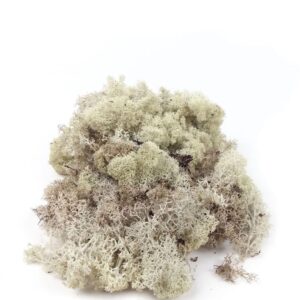 Izlandi zúzmó - Natúr