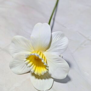 Nárcisz fehér- citromsárga