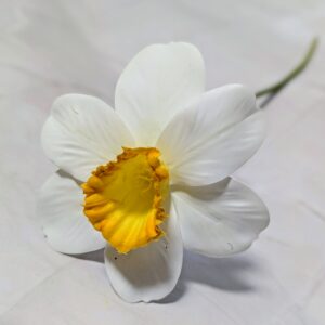 Nárcisz fehér-sàrga