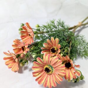 Dekor csokros pillangóvirág - Narancs