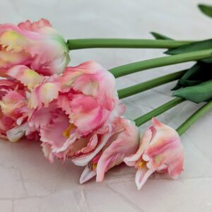 Papagáj tulipán köteg gumi- korall cirkás