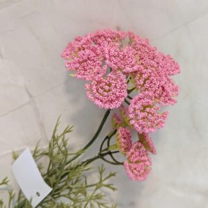 Rózsaszín vadmurok