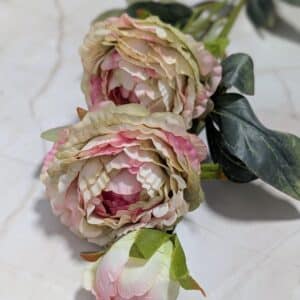 Szálas bazsarózsa 2+1 - Cirmos zöld