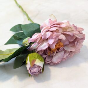 Szálas peónia- Cirmos mályva