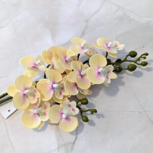 Szálas phalenopsis midi- Krém