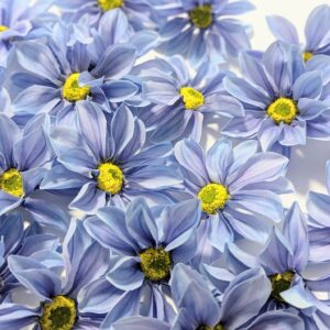 Pillangó fejvirág- kékes lila