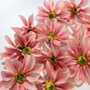 Pillangó fejvirág-rózsaszín