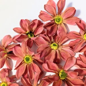 Pillangó fejvirág-narancs