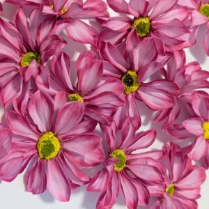 Pillangó fejvirág- pink