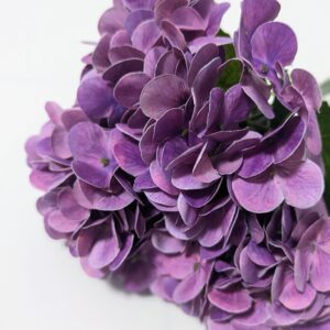 Hortenzia csokor- Sötét lila